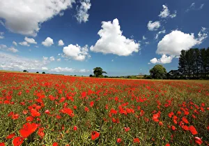 Poppy Prints: Poppies in field near Binham and Holt, North Norfolk, England, United Kingdom, Europe