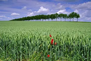 Poppy Prints: Poppies and field of wheat, Somme, Nord-Picardie (Picardy), France, Europe