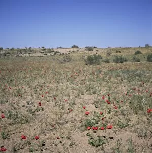 Poppies flowering in the desert for a few days each spring