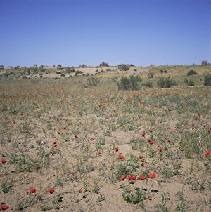 Poppies flowering in the desert for a few days each spring Poppies flowering in the desert for a few days each spring