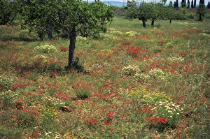 Poppies, Majorca