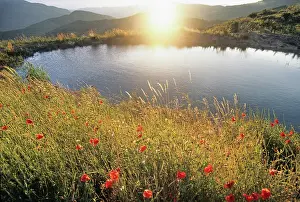 Petals Prints: Poppies by Mountain lake at sunset