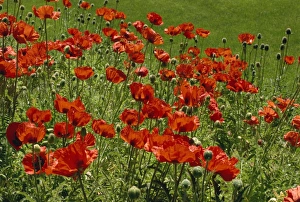 Poppies near Lake Louise, Rocky Mountains, Alberta, Canada, North America