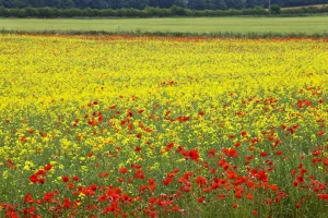 Poppies in an oilseed rape field near North Stainley, Ripon, North Yorkshire, Yorkshire, England, United Kingdom, Europe Poppies in an oilseed rape field near North Stainley, Ripon, North Yorkshire, Yorkshire, England, United Kingdom, Europe