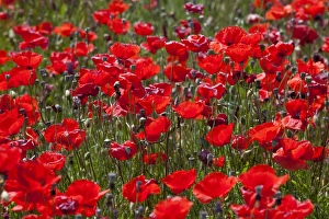 Poppies, Padua province, Veneto, Italy, Europe