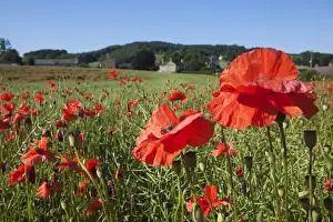 Poppy Prints: Poppies (Papaver hoeas), on edge of rural English village, Fourstones, Northumberland