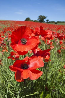 Poppies (Papaver hoeas), near Barrasford, Northumberland, England, United Kingdom, Europe Poppies (Papaver hoeas), near Barrasford, Northumberland, England, United Kingdom, Europe