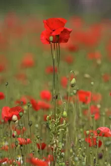 Images Dated 27th January 2000: Poppies, Papaver rhoeas, United Kingdom, Europe