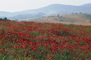 Poppies in rolling landscape