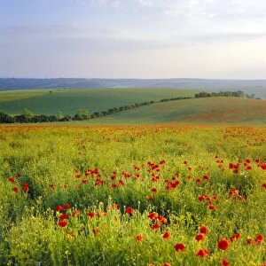 Rolling Landscape Collection: Poppies on the South Downs, Sussex, England
