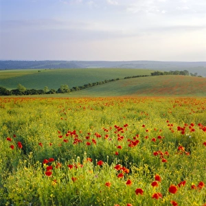 Rolling Landscape Prints: Poppies on the South Downs, Sussex, England