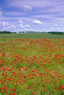 Fragile Prints: Poppies in the Valley of the Somme near Mons, Nord-Picardie (Picardy), France, Europe