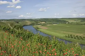 Poppy Prints: Poppies and vineyards along the border between Luxembourg and Germany separated by the River Moselle (Mosel)