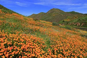 Typically American Gallery: Poppies, Walker Canyon, Lake Elsinore, Riverside County, California, United States of America
