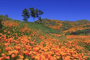 Poppies, Walker Canyon, Lake Elsinore, California, United States of America, North