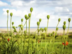Open Water Prints: Poppy capsulas in spring on lake neusiedlersee