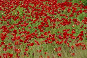 Poppy Prints: Poppy field
