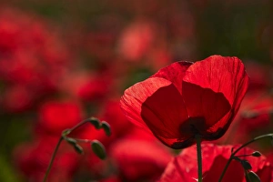 Poppy Prints: Poppy field in The Alberes, Languedoc-Roussillon, France, Europe