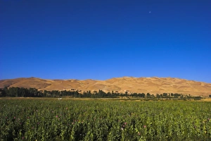 Poppy field between Daulitiar and Chakhcharan, Afghanistan, Asia