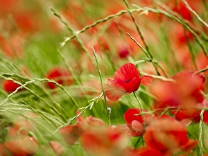 Poppy field, Figueres, Girona, Catalonia, Spain, Europe