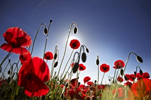 Bright Colour Prints: Poppy field, Figueres, Girona, Catalonia, Spain, Europe