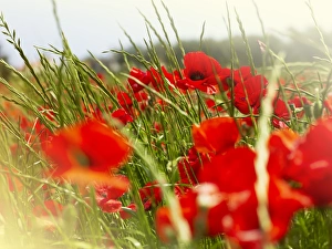 Poppy field, Figueres, Girona, Catalonia, Spain, Europe