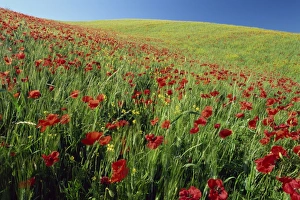 Montalcino Prints: Poppy field near Montalcino