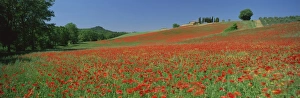 Poppy Prints: Poppy field near Montechiello