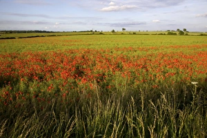 Poppy Prints: Poppy field near Scarcliff Village, Derbyshire, England, United Kingdom, Europe