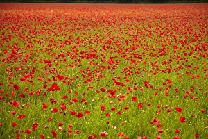 Poppy Prints: Poppy field, Newark, Nottinghamshire, England, United Kingdom, Europe