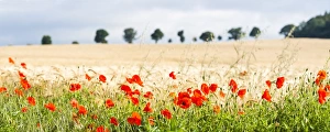 Bright Colour Prints: Poppy field in Northumberland National Park