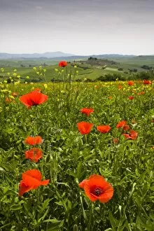 Poppy field and rolling countryside near Pienza, Tuscany, Italy, Europe