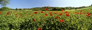 Pienza Prints: Poppy field with town of Pienza in distance, Tuscany, Italy, Europe