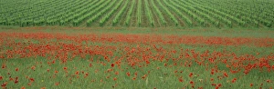 Poppy Prints: Poppy field and vineyard near Abbazia di San Antimo