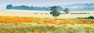 Poppy Prints: Poppy fields, Deddington, Oxfordshire, England, United Kingdom, Europe