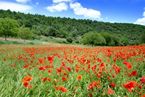 Poppy Prints: Poppy fields near Covarrubias, Castile and Leon, Spain Europe