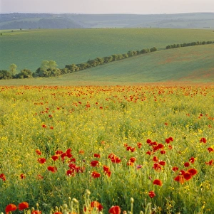 South Downs Prints: Poppy fields, South Downs, Sussex, England, UK, Europe