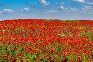 Poppy Prints: Poppy flower field, Zelena Hora, Czech Republic, Europe