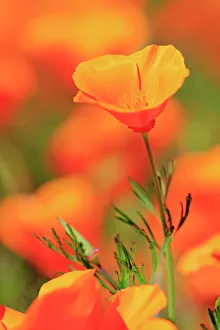 Traditionally American Gallery: Poppy flowers, Malibu Creek State Park, Los Angeles, California, United States of America