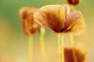 Botanical Collection: Poppy, Papaver rhoeas