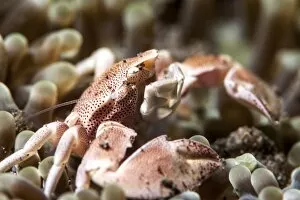 Images Dated 29th May 2008: Porcelain crab (Neopetrolisthes maculata), Sulawesi, Indonesia, Southeast Asia, Asia