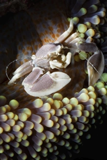 Crab Prints: Porcelain crab (Neopetrolisthes oshimai)