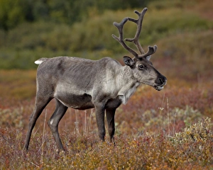 Images Dated 29th August 2009: Porcupine caribou (Grants caribou) (Rangifer tarandus granti) cow