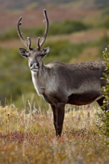 Images Dated 29th August 2009: Porcupine caribou (Grants caribou) (Rangifer tarandus granti) cow among fall colors