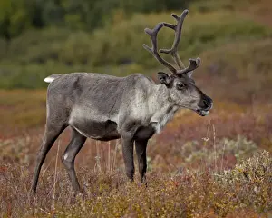 Porcupine caribou (Grants caribou) (Rangifer tarandus granti) cow