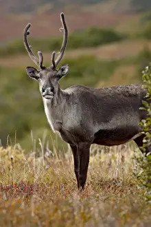 Horns Prints: Porcupine caribou (Grants caribou) (Rangifer tarandus granti) cow among fall colors