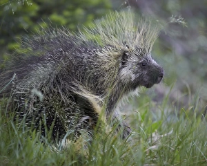 Porcupine (Erethizon dorsatum), Medicine Bow National Forest, Wyoming, United States of America, North America
