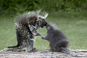 Humor Prints: Porcupine (Erethizon dorsatum) in captitvity