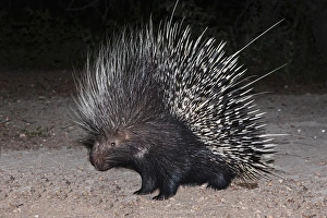 M Ammals Prints: Porcupine (Hystrix africaeaustralis), Limpopo, South Africa, Africa