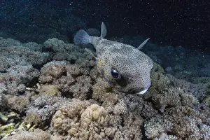 Sebayur Island Prints: Porcupinefish (Diodon hystrix) at night on house reef at Sebayur Island
